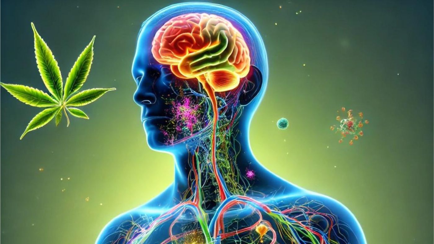 Endocannabinoide Sistema