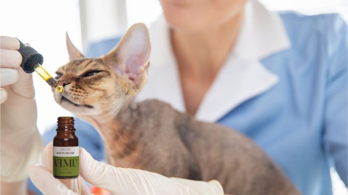 Cbd Para Gatos